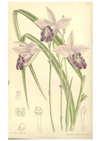 Reproducción/Reproduction 34596213574: Curtis's botanical magazine.. London ; New York [etc.] :Academic Press [etc.]