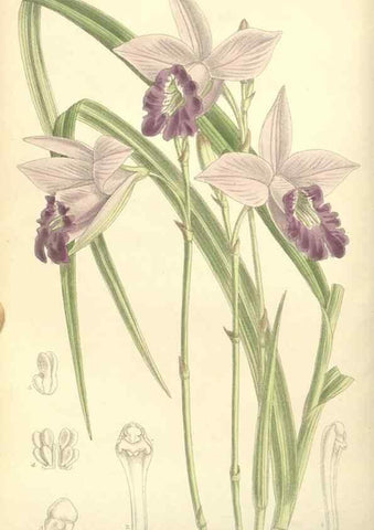 Reproducción/Reproduction 34596213574: Curtis's botanical magazine.. London ; New York [etc.] :Academic Press [etc.]