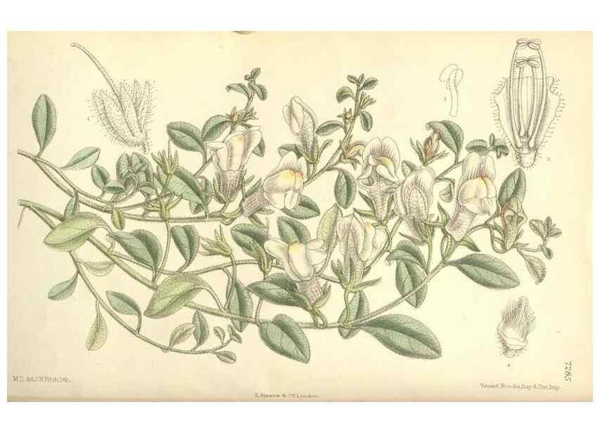Reproducción/Reproduction 34596214234: Curtis's botanical magazine.. London ; New York [etc.] :Academic Press [etc.]