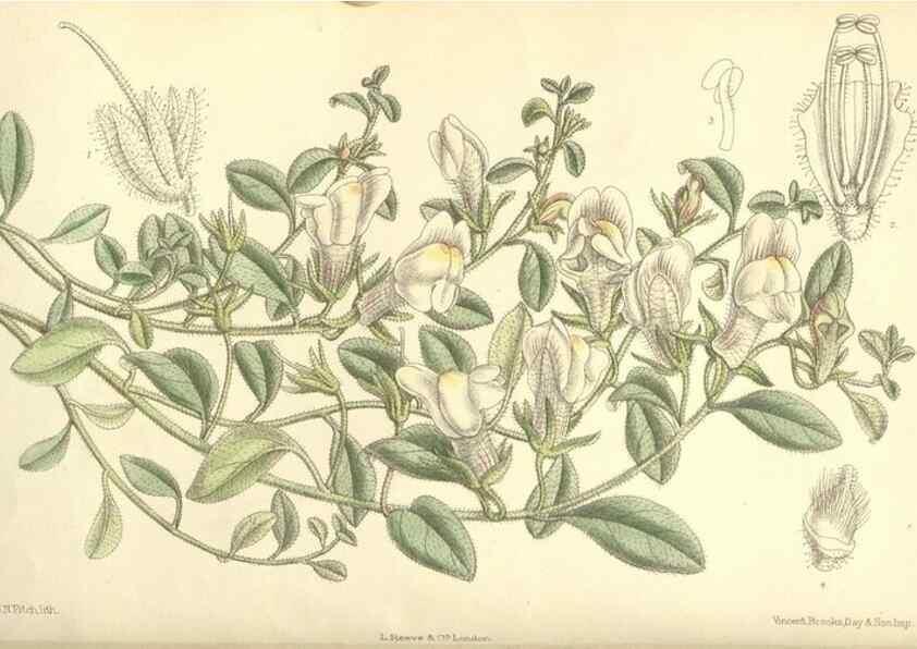 Reproducción/Reproduction 34596214234: Curtis's botanical magazine.. London ; New York [etc.] :Academic Press [etc.]