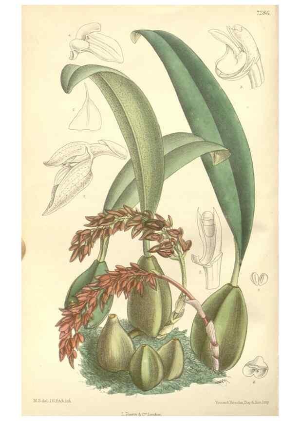 Reproducción/Reproduction 34596214824: Curtis's botanical magazine.. London ; New York [etc.] :Academic Press [etc.]