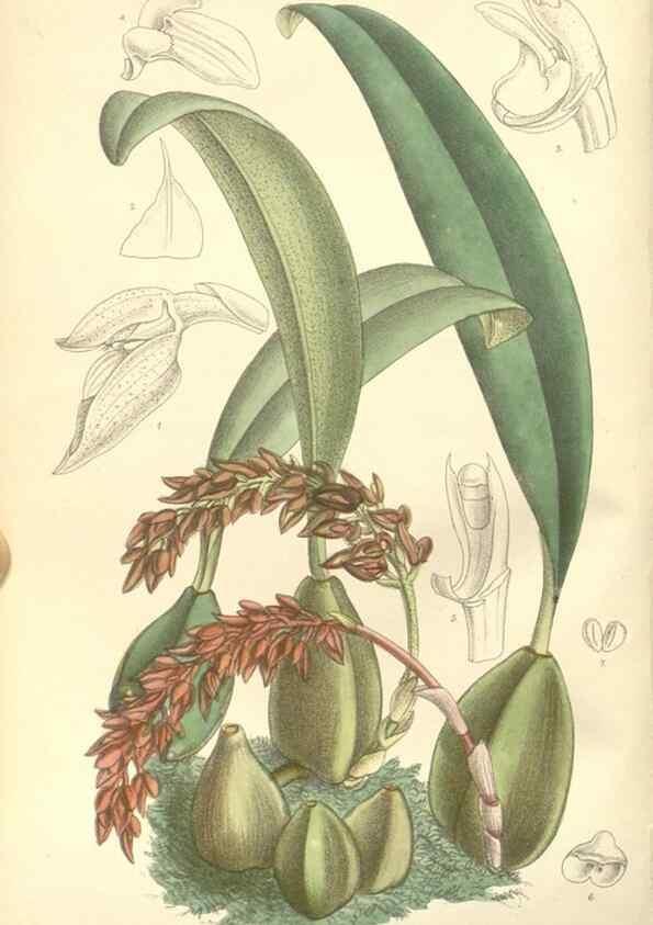 Reproducción/Reproduction 34596214824: Curtis's botanical magazine.. London ; New York [etc.] :Academic Press [etc.]