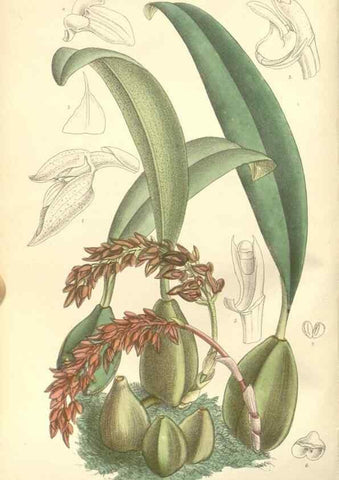 Reproducción/Reproduction 34596214824: Curtis's botanical magazine.. London ; New York [etc.] :Academic Press [etc.]