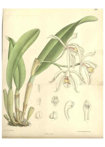 Reproducción/Reproduction 34596215994: Curtis's botanical magazine.. London ; New York [etc.] :Academic Press [etc.]
