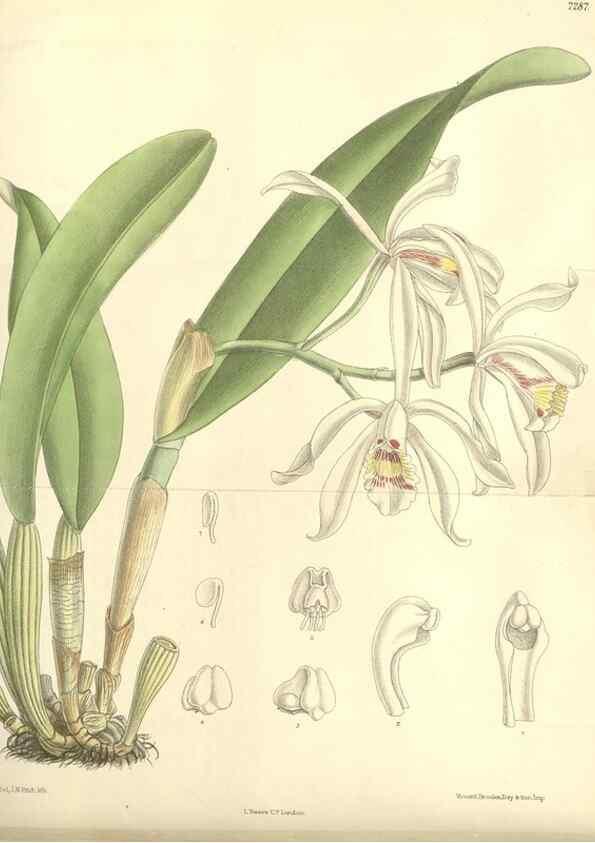 Reproducción/Reproduction 34596215994: Curtis's botanical magazine.. London ; New York [etc.] :Academic Press [etc.]