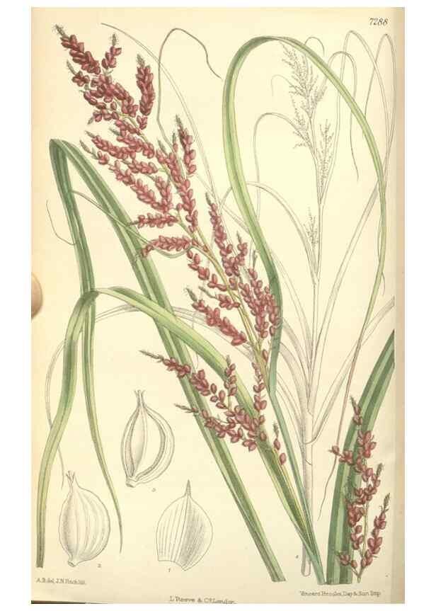Reproducción/Reproduction 34628132353: Curtis's botanical magazine.. London ; New York [etc.] :Academic Press [etc.]