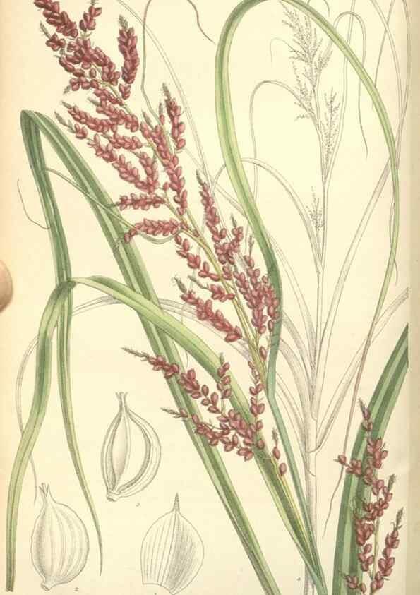 Reproducción/Reproduction 34628132353: Curtis's botanical magazine.. London ; New York [etc.] :Academic Press [etc.]