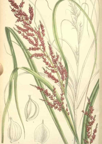 Reproducción/Reproduction 34628132353: Curtis's botanical magazine.. London ; New York [etc.] :Academic Press [etc.]