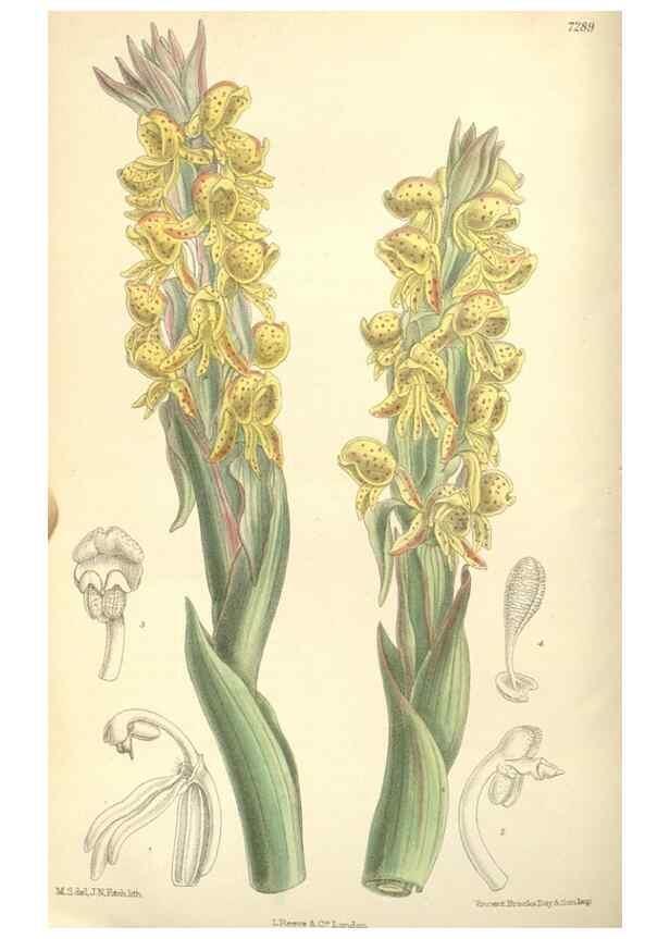 Reproducción/Reproduction 34628135553: Curtis's botanical magazine.. London ; New York [etc.] :Academic Press [etc.]