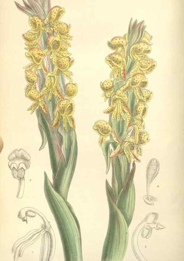 Reproducción/Reproduction 34628135553: Curtis's botanical magazine.. London ; New York [etc.] :Academic Press [etc.]