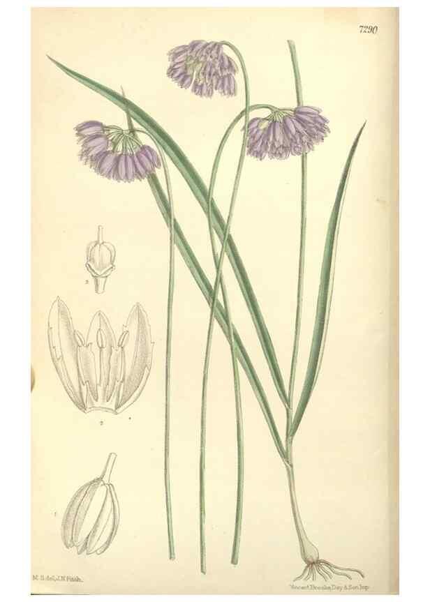 Reproducción/Reproduction 34596219014: Curtis's botanical magazine.. London ; New York [etc.] :Academic Press [etc.]