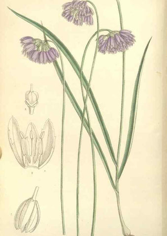 Reproducción/Reproduction 34596219014: Curtis's botanical magazine.. London ; New York [etc.] :Academic Press [etc.]