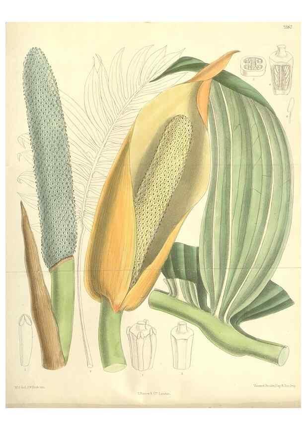 Reproducción/Reproduction 35271432202: Curtis's botanical magazine.. London ; New York [etc.] :Academic Press [etc.]