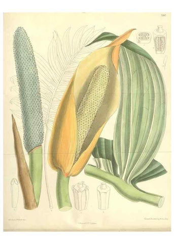 Reproducción/Reproduction 35271432202: Curtis's botanical magazine.. London ; New York [etc.] :Academic Press [etc.]