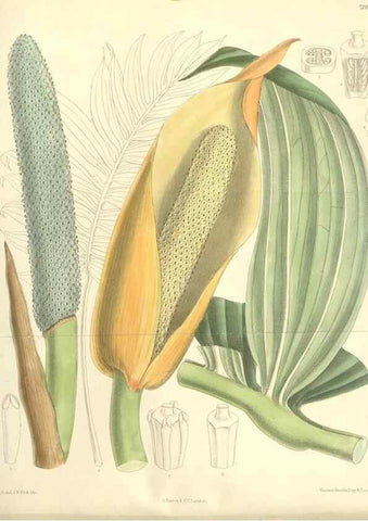 Reproducción/Reproduction 35271432202: Curtis's botanical magazine.. London ; New York [etc.] :Academic Press [etc.]