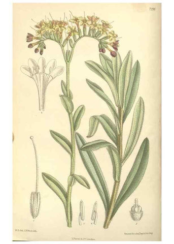 Reproducción/Reproduction 34596220504: Curtis's botanical magazine.. London ; New York [etc.] :Academic Press [etc.]