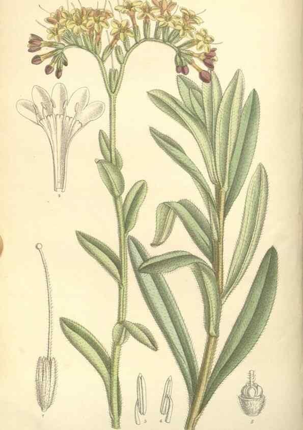 Reproducción/Reproduction 34596220504: Curtis's botanical magazine.. London ; New York [etc.] :Academic Press [etc.]