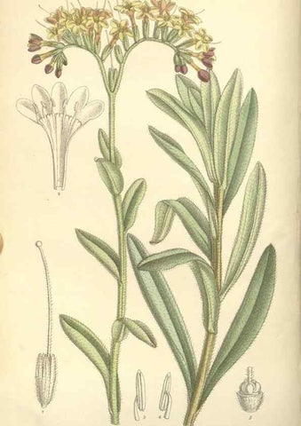 Reproducción/Reproduction 34596220504: Curtis's botanical magazine.. London ; New York [etc.] :Academic Press [etc.]