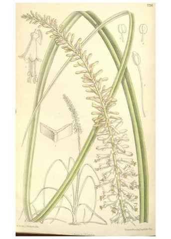 Reproducción/Reproduction 35308407381: Curtis's botanical magazine.. London ; New York [etc.] :Academic Press [etc.]
