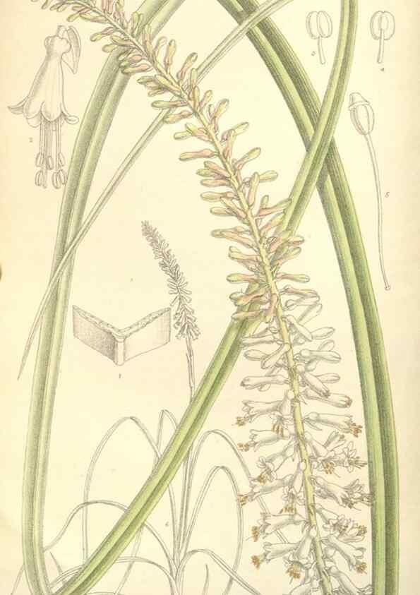 Reproducción/Reproduction 35308407381: Curtis's botanical magazine.. London ; New York [etc.] :Academic Press [etc.]