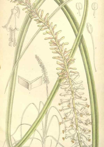 Reproducción/Reproduction 35308407381: Curtis's botanical magazine.. London ; New York [etc.] :Academic Press [etc.]