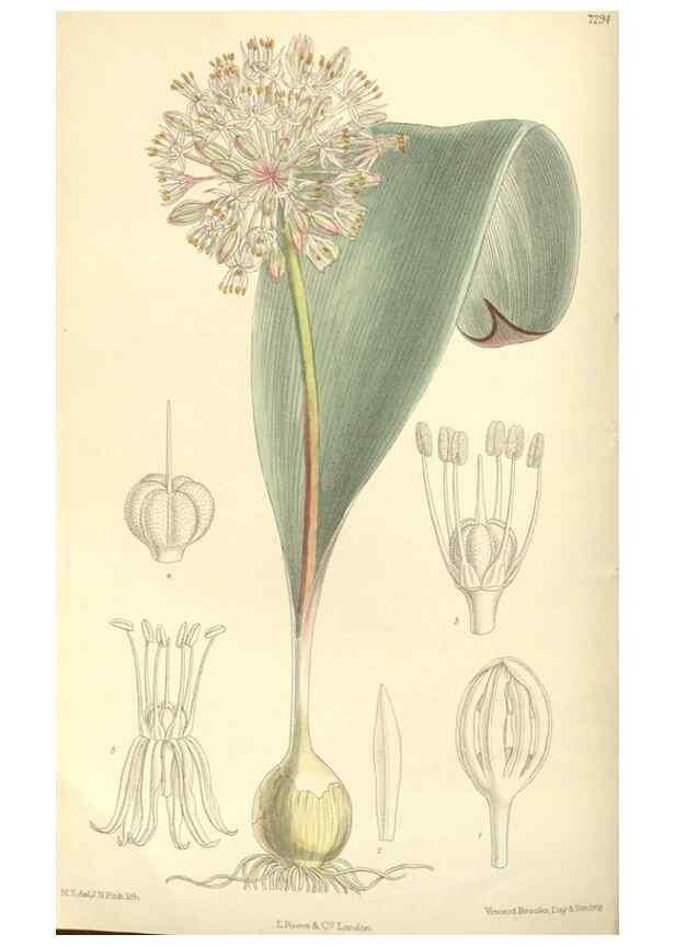 Reproducción/Reproduction 35308408451: Curtis's botanical magazine.. London ; New York [etc.] :Academic Press [etc.]