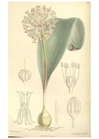Reproducción/Reproduction 35308408451: Curtis's botanical magazine.. London ; New York [etc.] :Academic Press [etc.]