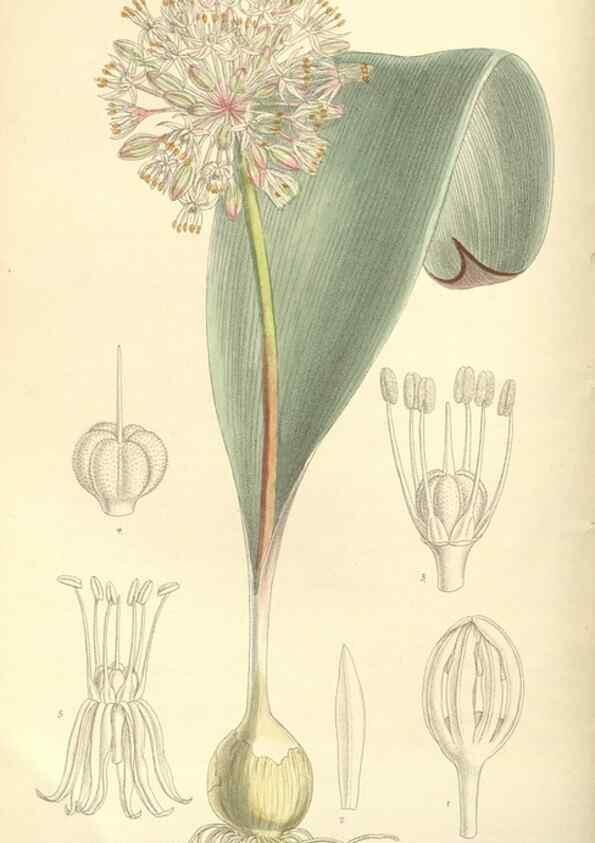 Reproducción/Reproduction 35308408451: Curtis's botanical magazine.. London ; New York [etc.] :Academic Press [etc.]
