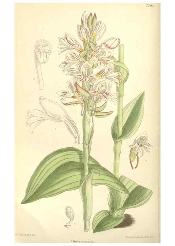 Reproducción/Reproduction 35308410121: Curtis's botanical magazine.. London ; New York [etc.] :Academic Press [etc.]