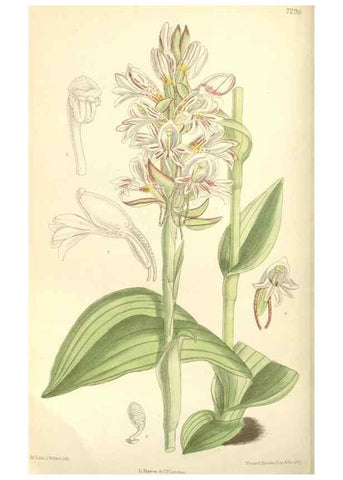 Reproducción/Reproduction 35308410121: Curtis's botanical magazine.. London ; New York [etc.] :Academic Press [etc.]