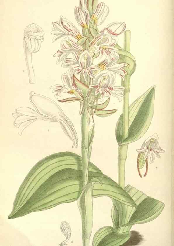 Reproducción/Reproduction 35308410121: Curtis's botanical magazine.. London ; New York [etc.] :Academic Press [etc.]