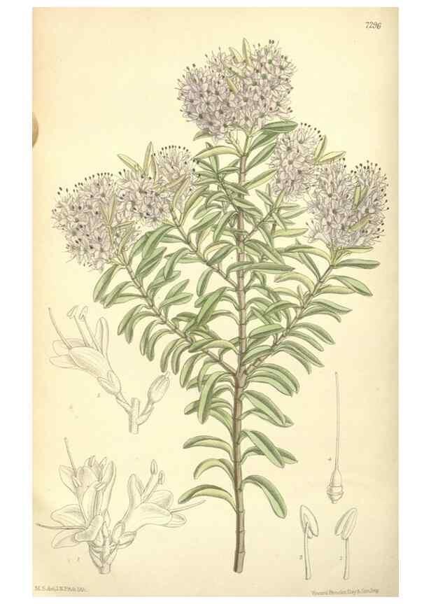 Reproducción/Reproduction 35308411941: Curtis's botanical magazine.. London ; New York [etc.] :Academic Press [etc.]