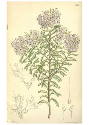 Reproducción/Reproduction 35308411941: Curtis's botanical magazine.. London ; New York [etc.] :Academic Press [etc.]