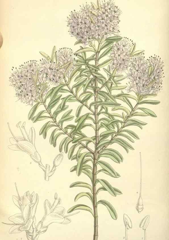 Reproducción/Reproduction 35308411941: Curtis's botanical magazine.. London ; New York [etc.] :Academic Press [etc.]