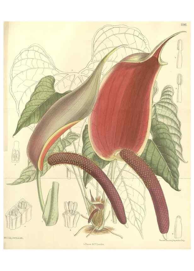 Reproducción/Reproduction 35308413521: Curtis's botanical magazine.. London ; New York [etc.] :Academic Press [etc.]
