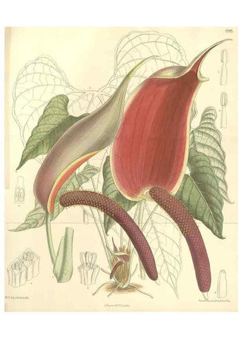 Reproducción/Reproduction 35308413521: Curtis's botanical magazine.. London ; New York [etc.] :Academic Press [etc.]