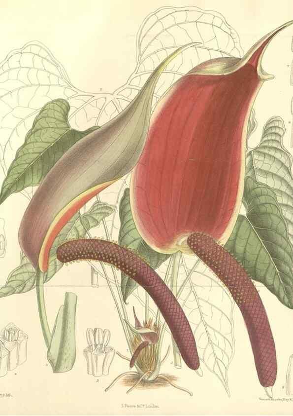 Reproducción/Reproduction 35308413521: Curtis's botanical magazine.. London ; New York [etc.] :Academic Press [etc.]