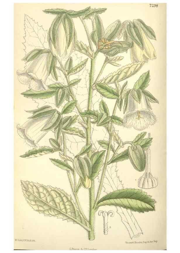Reproducción/Reproduction 35271456572: Curtis's botanical magazine.. London ; New York [etc.] :Academic Press [etc.]