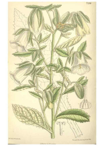 Reproducción/Reproduction 35271456572: Curtis's botanical magazine.. London ; New York [etc.] :Academic Press [etc.]