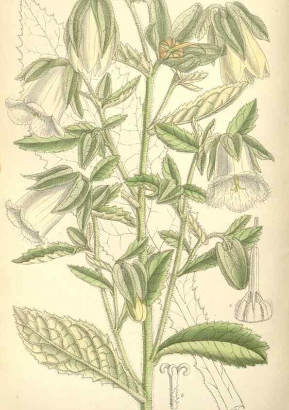 Reproducción/Reproduction 35271456572: Curtis's botanical magazine.. London ; New York [etc.] :Academic Press [etc.]