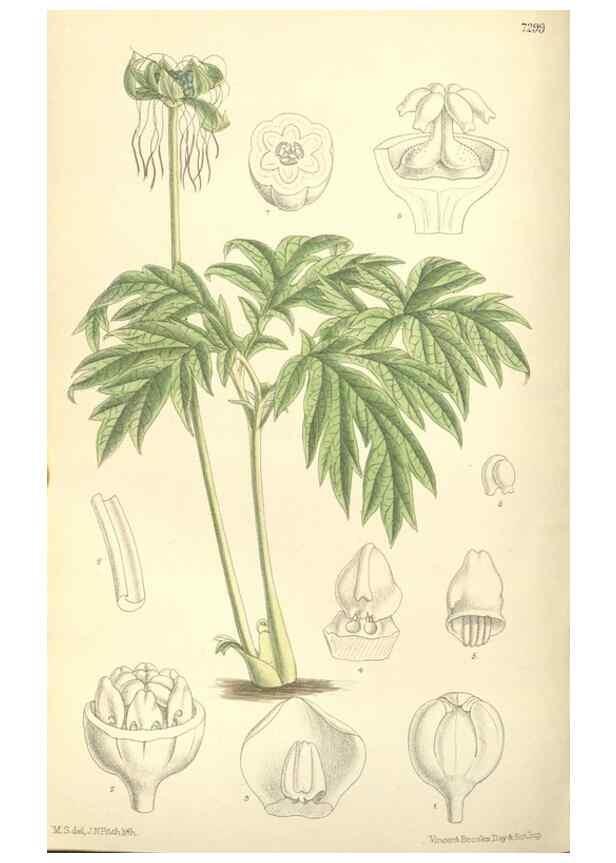 Reproducción/Reproduction 35271458602: Curtis's botanical magazine.. London ; New York [etc.] :Academic Press [etc.]
