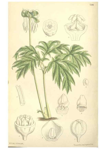 Reproducción/Reproduction 35271458602: Curtis's botanical magazine.. London ; New York [etc.] :Academic Press [etc.]