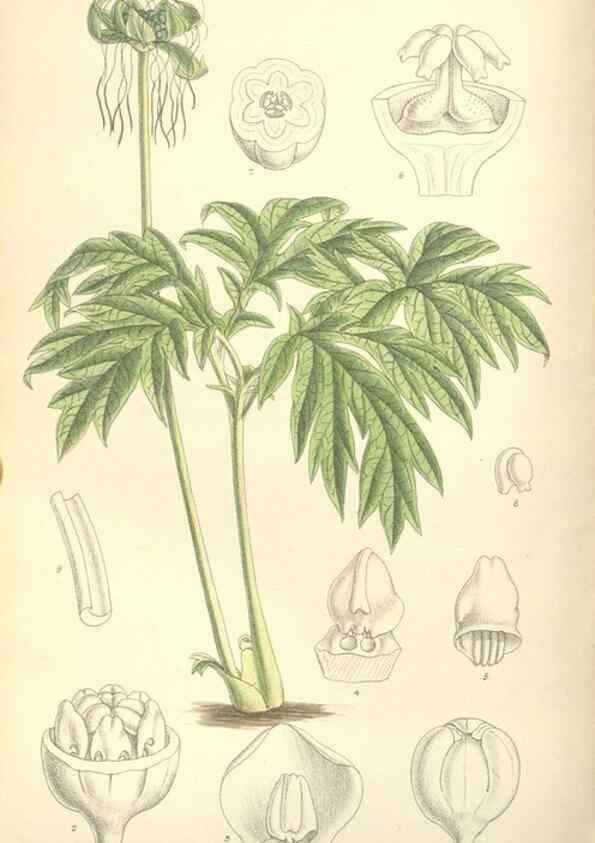 Reproducción/Reproduction 35271458602: Curtis's botanical magazine.. London ; New York [etc.] :Academic Press [etc.]