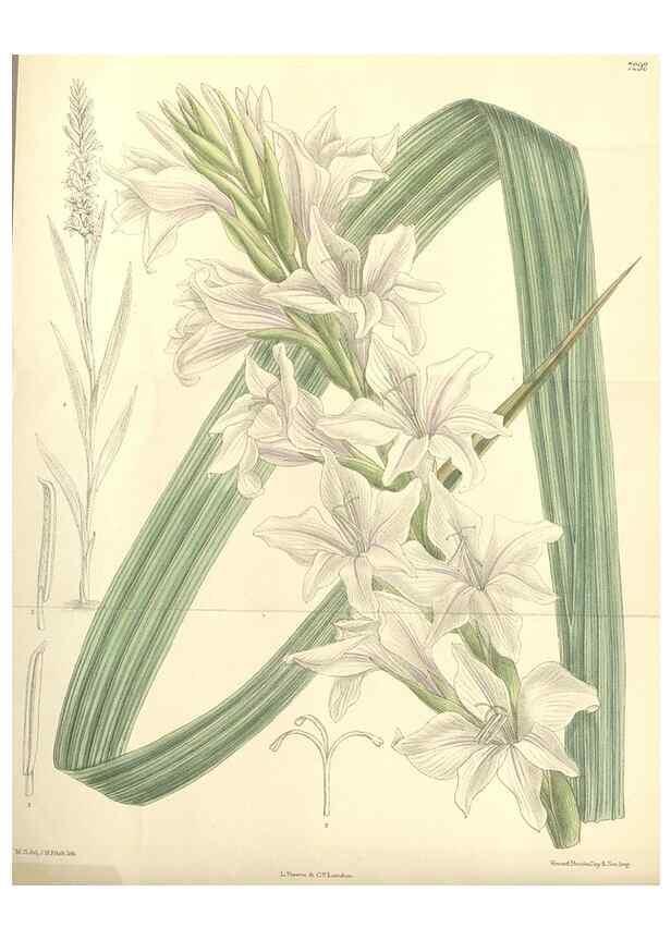 Reproducción/Reproduction 34596221814: Curtis's botanical magazine.. London ; New York [etc.] :Academic Press [etc.]