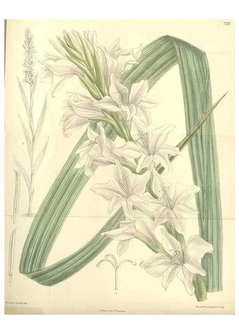 Reproducción/Reproduction 34596221814: Curtis's botanical magazine.. London ; New York [etc.] :Academic Press [etc.]