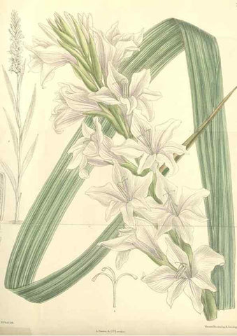 Reproducción/Reproduction 34596221814: Curtis's botanical magazine.. London ; New York [etc.] :Academic Press [etc.]