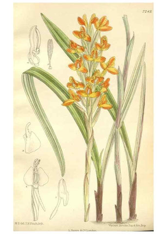 Reproducción/Reproduction 35398211876: Curtis's botanical magazine.. London ; New York [etc.] :Academic Press [etc.]