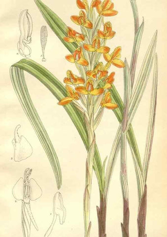 Reproducción/Reproduction 35398211876: Curtis's botanical magazine.. London ; New York [etc.] :Academic Press [etc.]