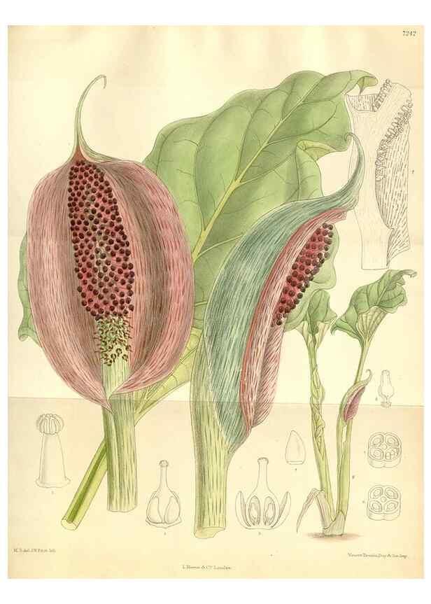 Reproducción/Reproduction 35398210756: Curtis's botanical magazine.. London ; New York [etc.] :Academic Press [etc.]