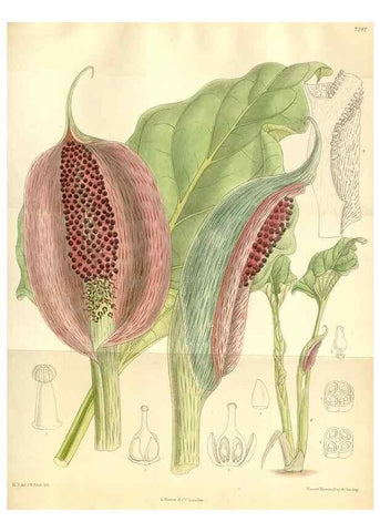 Reproducción/Reproduction 35398210756: Curtis's botanical magazine.. London ; New York [etc.] :Academic Press [etc.]